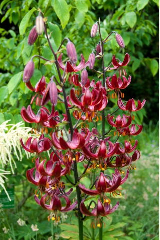 Türkenbundlilie - Claude Shride - Lilium - Blumenzwiebel