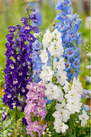 Delphinium - Gemengd - Rhizome