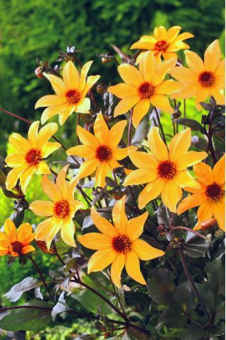 Dahlia - Bishop of York
