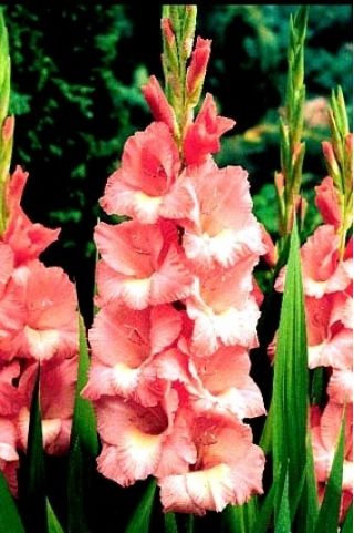 Gladiolus Spic і Span - 5 цибулин - Gladiolus Spic and Span