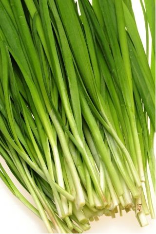 Erba cipollina – Jupiter - 850 semi - Allium schoenoprasum L.