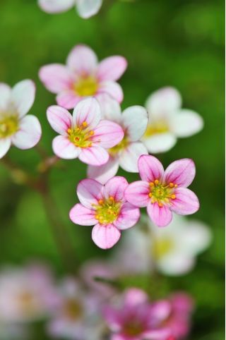 Kőtörőfű - 2000 magok - Saxifraga