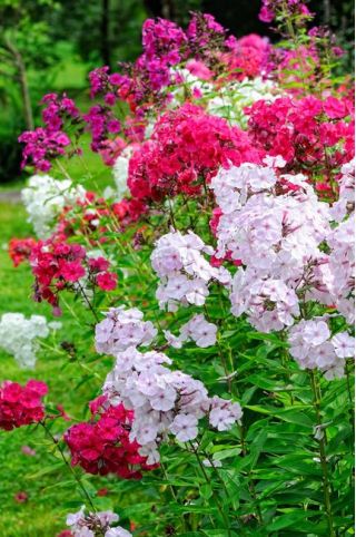 Phlox di caduta, phlox del giardino, phlox perenne, phlox di estate - 100 semi - Phlox paniculata