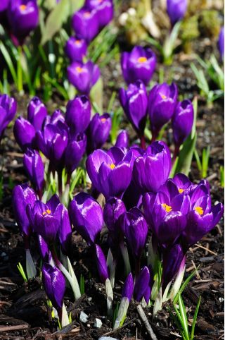 Crocus Flower Record - 10 bulbs