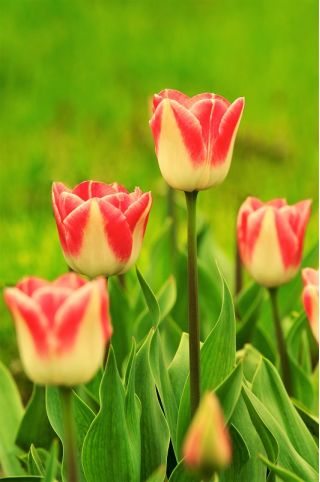 Tulipa Candy Corner - Tulip Candy Corner - 5 bulbs