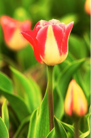Tulipa Candy Corner - Tulip Candy Corner - 5 bulbs