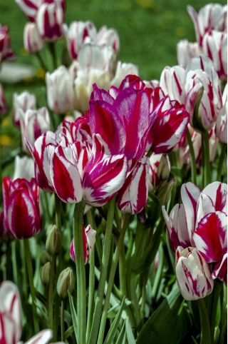 Tulipa Flaming Club - paquete de 5 piezas
