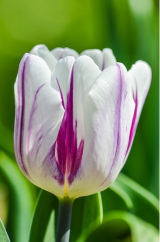 Tulipa Flaming Flag - paquete de 5 piezas