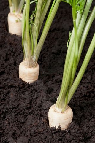 Benih rekaman - Parsley "Berliner Halblange" - varietas terlambat - Petroselinum crispum  - biji