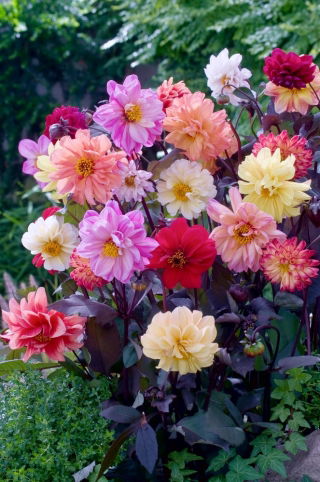Dalia del giardino "Diablo" - 120 semi - Dahlia variabilis