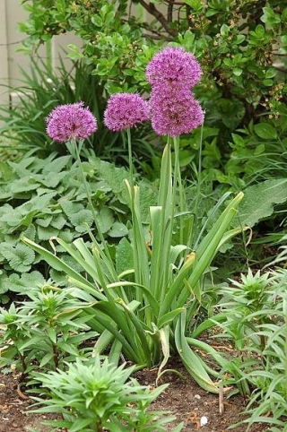 Persian onion - star of Persia - large package! - 50 pcs