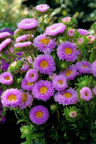 Aster semi-doppio viola-lilla "Spark" - 