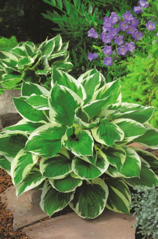 Hosta, Lirio de Plátano Minute Man - Pack XL - 50 uds