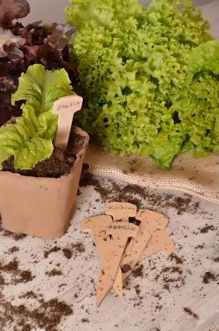 Eco-friendly wooden plant labels - 20 pieces