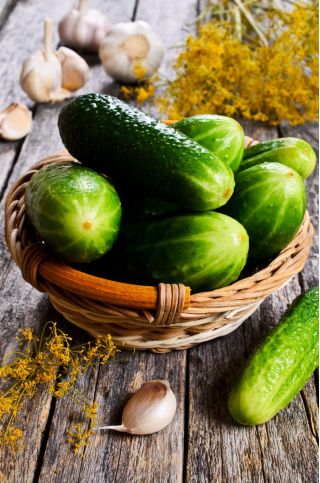 Cucumber "Odys F1" - for pickles - 110 seeds