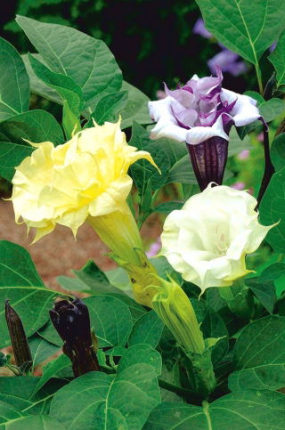 Semillas Datura Metel - Datura metel fl.pl - 14 semillas - Datura metel L.
