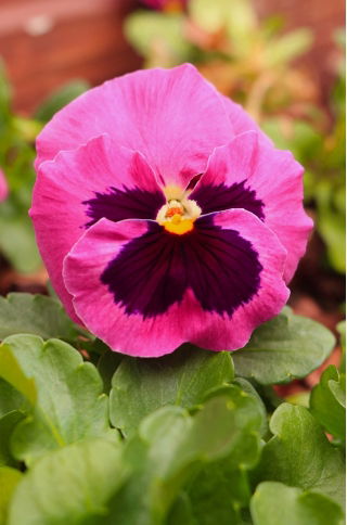 Schweizer Stiefmütterchen 'Laura' - rosa, befleckt