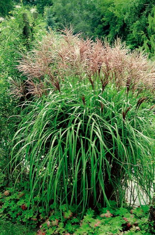 Maiden silvergrass - Orientul Îndepărtat - pachet mare! - 10 buc - 