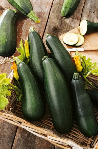 Courgette - Soraya - 100 g - Courgettes tendres et juteuses jusqu’à 50 cm de long ! - Graines fraîches