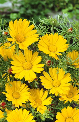 Cladanthus arabicus - Cladanthus arabicus - Golden-Yellow Blooms with a Sweet Fragrance - Fresh Seeds