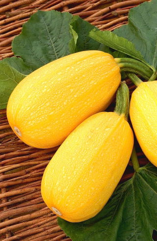 Kabačka (tykev obecná) - Złoty Cepelin - Cucurbita pepo - 100 g - Produktivní, středně raná odrůda tykve - Čerstvá semena