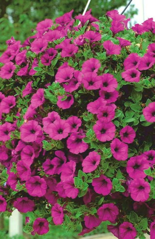 Pétunia híbrido - Cascada - púrpura - 12 semillas - Petunia x hybrida pendula