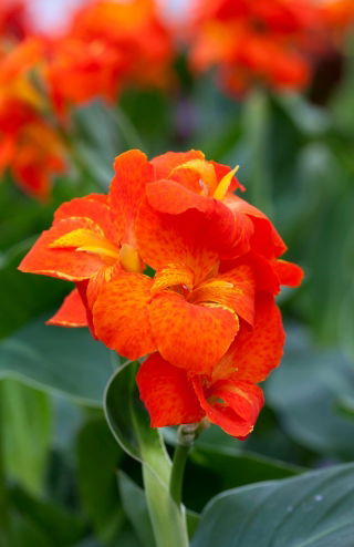 Canna lily - Happy Cleo