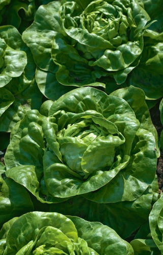 Butterhead-sallad Chance - odling i växthus -  