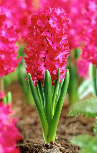 ผักตบชวาแจนบอส - ผักตบชวาแจนบอส - 3 หลอด -  Hyacinthus orientalis