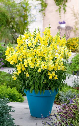 Bocca di Leone - Canary Bird - Antirrhinum majus maximum - Giallo vibrante, imponenza solare - Semi Freschi
