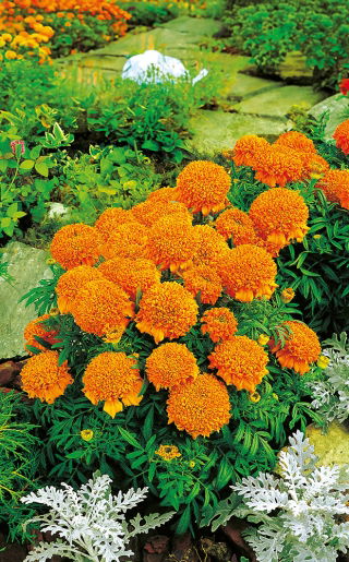 Tagete erecta Enana - Cupido - Naranja - Tagetes erecta - Ideal para bordes, macizos, macetas y ribetes - Semillas frescas