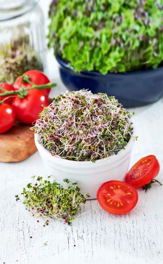 Sprouting Seeds - Mizuna - Red - Vibrant Purple Sprouts - Fresh Seeds