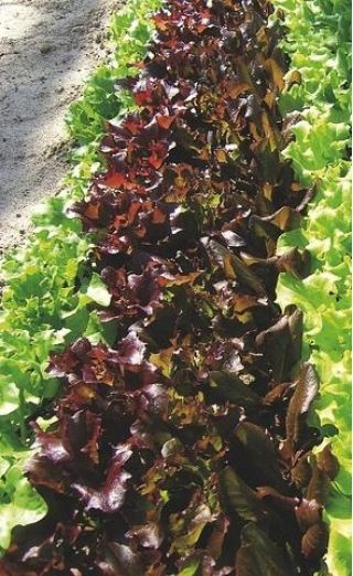 Laitue - Redin - 900 graines - Lactuca Sativa L. var. capitata
