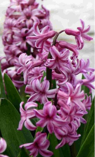 Hyacinthus orientalis - Amethyst - pacchetto di 3 pezzi -  Hyacinthus orientalis