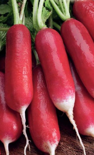 BIO Radieschen "Flamboyant 2" - längliche Wurzeln - zertifizierte Bio-Samen - 