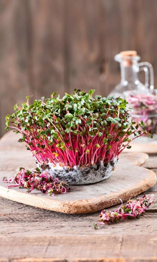 Microgreens - Rabanete - folhas jovens com sabor único - 1 kg - 