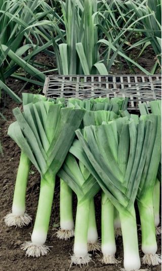 Puerro - Herbstriesen 2 - 320 semillas - Allium ampeloprasum L.