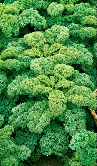 Kale - Kadet - Tall, Curled, Frost-Hardy Leaves - Fresh Seeds