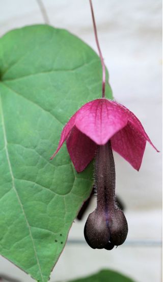 Rodochiton Purple Bell semințe - Rhodochiton atrosanguineus - 6 semințe