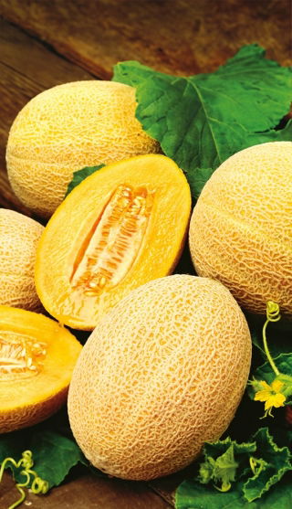 Hale's Best Jumbo dinja; kamnita melona, sladka melona - 