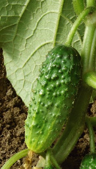 Огурец посевно́й - Arko F1 - Cucumis sativus - семена
