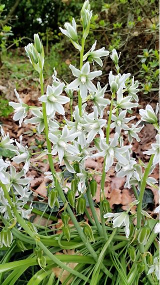 Aftonstjärna - paket med 10 stycken - Ornithogalum Nutans