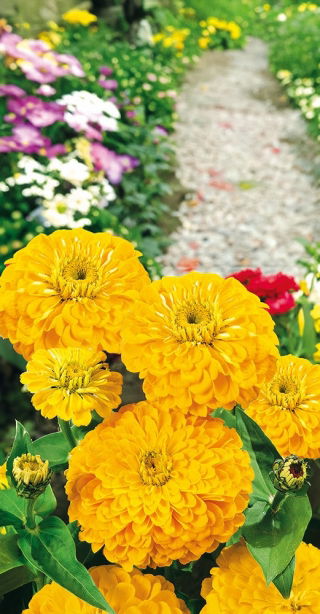 Zinnie Dahlienblütige - Golden State - Zinnia elegans - Ideal als Schnittblume - hält lange frisch in der Vase - Samen