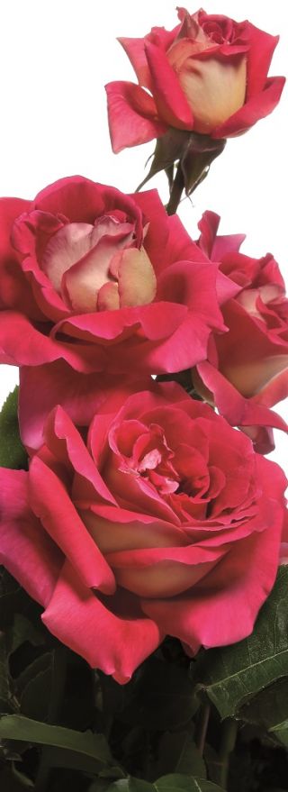 Storblomsteret rose - cremet-hvid-pink - potteplante - 
