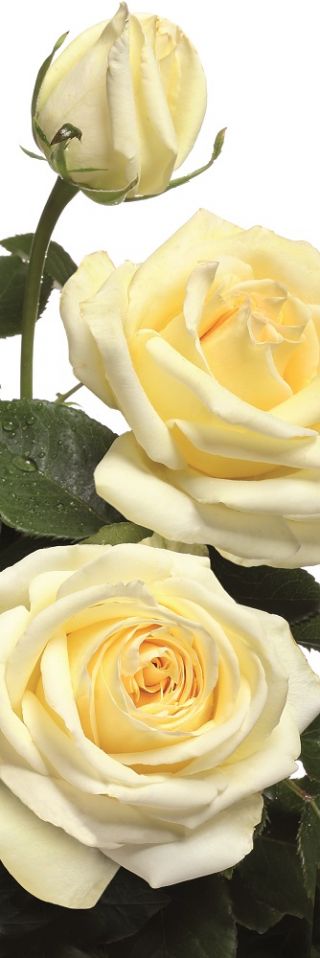 Storblomsteret rose - cremet hvid - potteplante - 