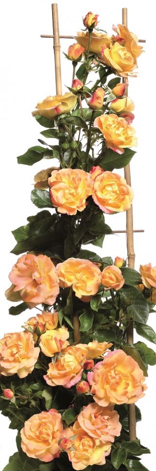 Rosa trepadora - amarillo limón - rosa - plántulas en maceta - 