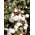 Levant Семена от памук - Gossypium herbaceum - 8 семена - Gossypium L.