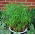 Papirusul - Cyperus alternifolius - Frumusețe exotică de lângă piscină - Semințe proaspete