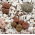 Living Stones, Pebble Plant seeds - Lithops sp. - 20 seeds