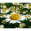 Snow Carpet zaden - Anthemis carpatica - 220 zaden
